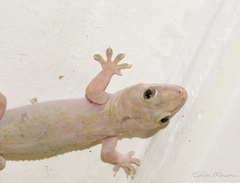 Hemidactylus mabouia