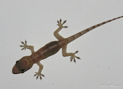 Hemidactylus mabouia