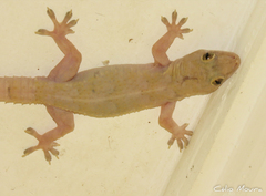 Hemidactylus mabouia