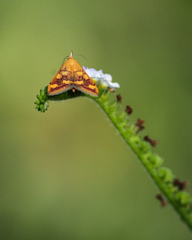 Pyrausta phoenicealis