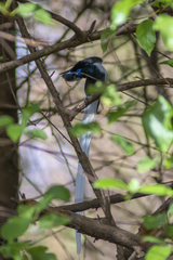 Terpsiphone viridis