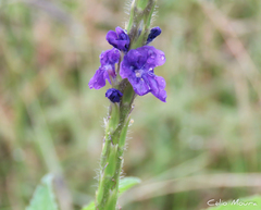 Stachytarpheta lythrophylla