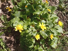 Ficaria verna