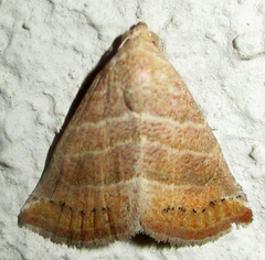 Eublemma baccatrix