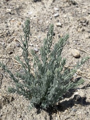 Neokochia americana