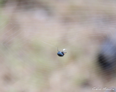 Hypognatha