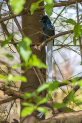 Terpsiphone viridis