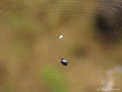 Hypognatha