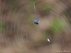 Hypognatha