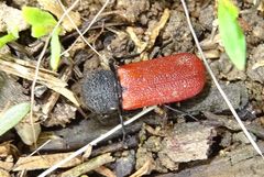 Bostrichus capucinus