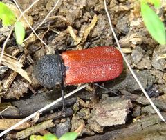 Bostrichus capucinus