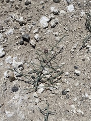 Leucosyris carnosa