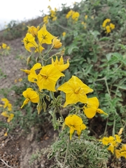 Solanum corneliomulleri