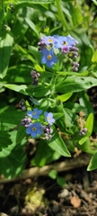 Myosotis sylvatica