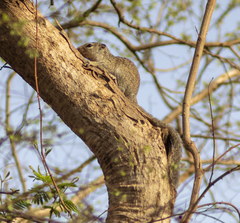 Heliosciurus gambianus