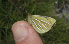 Argyrophenga janitae