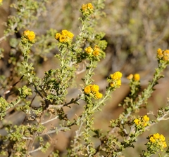 Pentzia punctata