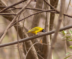 Ploceus