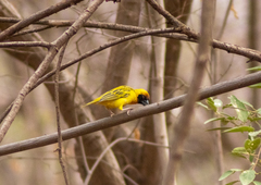 Ploceus
