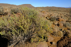 Pentzia punctata