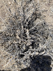 Artemisia spinescens