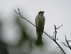 Myiarchus swainsoni