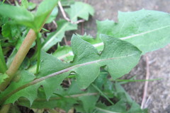 Taraxacum cyanolepis