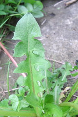 Taraxacum cyanolepis