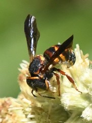 Loyolanthidium