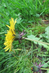 Taraxacum cyanolepis