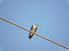 Stelgidopteryx serripennis ridgwayi