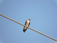 Stelgidopteryx serripennis ridgwayi