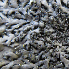 Phaeophyscia sciastra