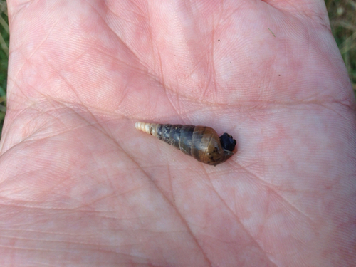 Rumina decollata