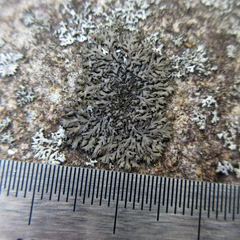 Phaeophyscia sciastra