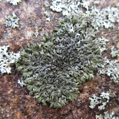 Phaeophyscia sciastra