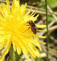 Anasimyia anausis