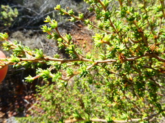 Cliffortia ramosissima