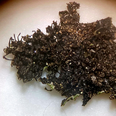 Phaeophyscia sciastra