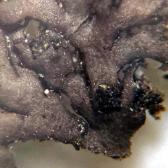 Phaeophyscia sciastra