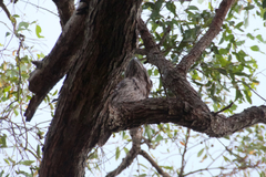 Podargus strigoides brachypterus