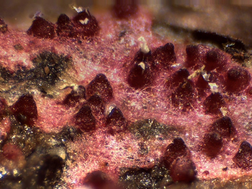 pink polypore mould