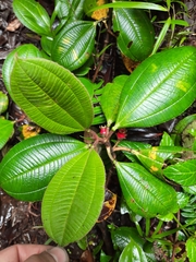 Blakea austin-smithii