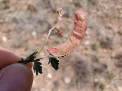 Calliandra humilis