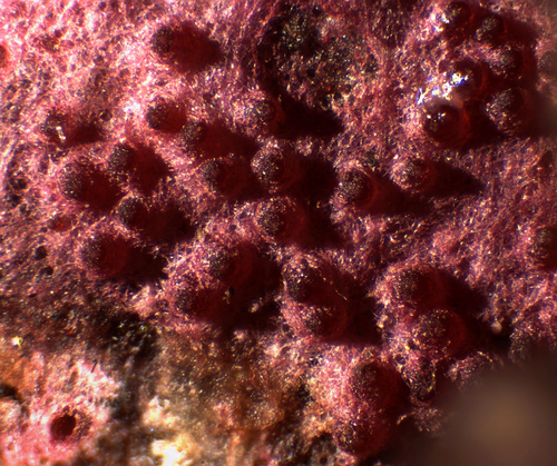 pink polypore mould