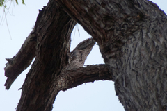 Podargus strigoides brachypterus