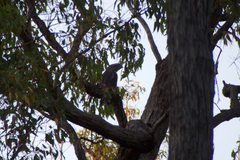 Podargus strigoides brachypterus