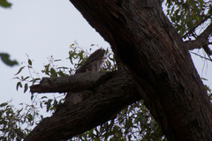 Podargus strigoides brachypterus