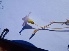 Oxalis orthopoda