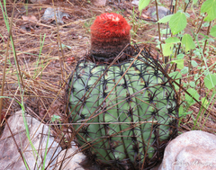 Melocactus zehntneri